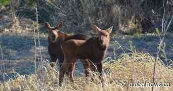 Alberta Fish and Wildlife rescues 2 moose calves after mother hit by vehicle near Sherwood Park