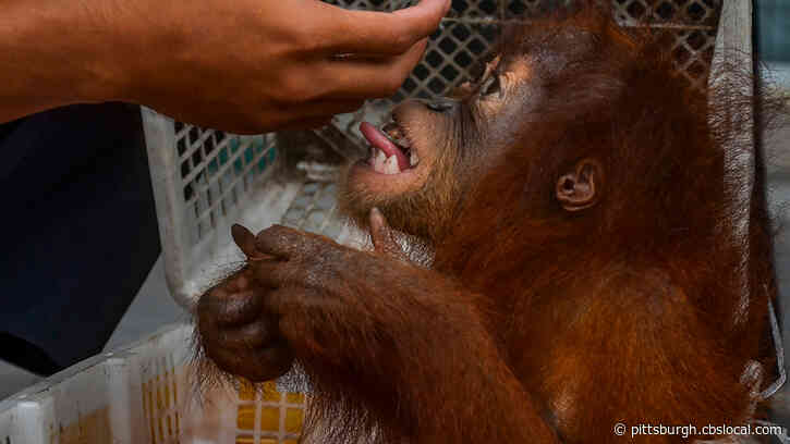 Erie Zoo Employee Bitten On Arm By Orangutan