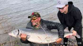 Massive sturgeon caught in Old Man River in Lethbridge - CBC.ca