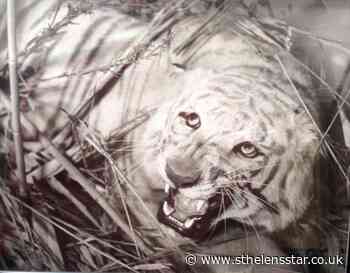 The fate of the tiger at Mansion House - St Helens Star