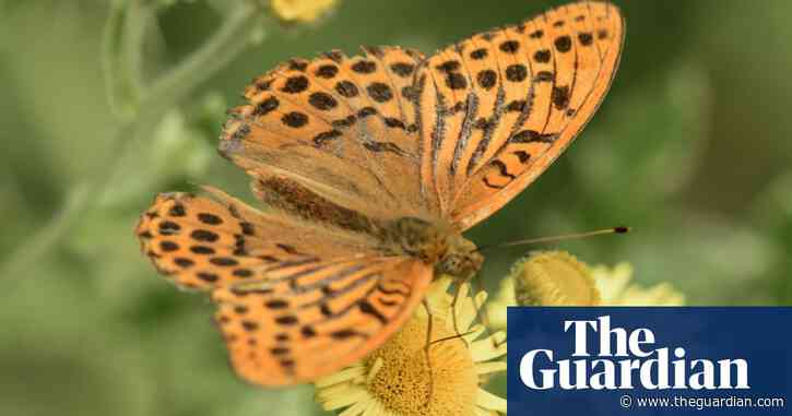 UK butterfly season off to unusually early start after sunniest of springs