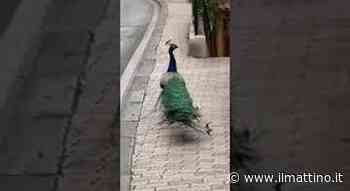 Un pavone a spasso per le strade di Sorrento - Il Mattino