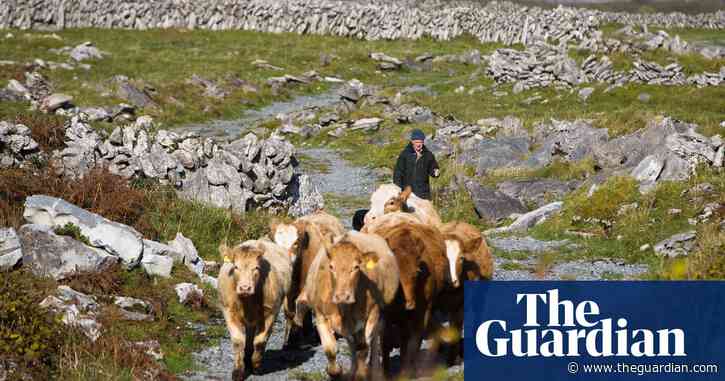'Life attracts life': the Irish farmers filling their fields with bees and butterflies