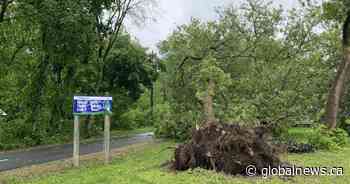 Thunderstorm leaves trail of devastation in Fredericton area