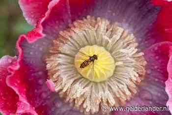 Bloemetjes en bijtjes: bekijk insecten eens van heel dichtbij