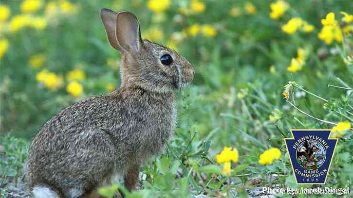 Pa. Game Commission Warns Against Disturbing Baby Bunnies