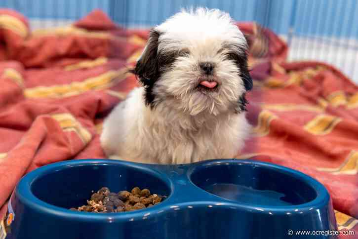 In coronavirus economic downturn, OC Animal Care launches pop-up pantry for pets