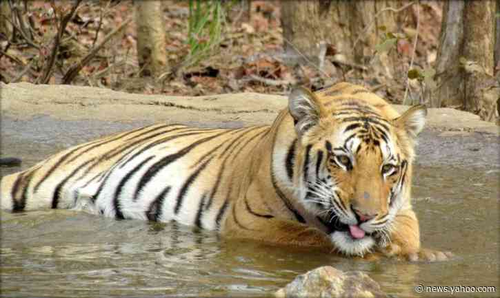 India sends &#39;man-eater&#39; tiger to lifetime in captivity