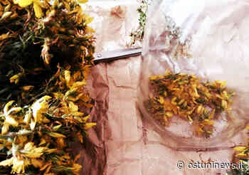 Iperico: tutti i segreti dell'erba cacciadiavoli - Ostuni News