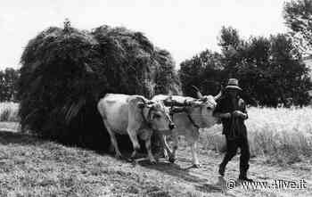 Dopo la fienagione quando l'erba diventa fieno « 4live.it - 4live.it