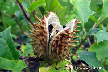 L’erba delle streghe: lo Stramonio - S&H Magazine