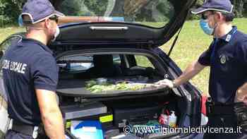 Sfalcia l'erba e trova la marijuana - Il Giornale di Vicenza