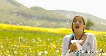 'Pollen bomb' to hit the UK causing misery for millions of hay fever sufferers
