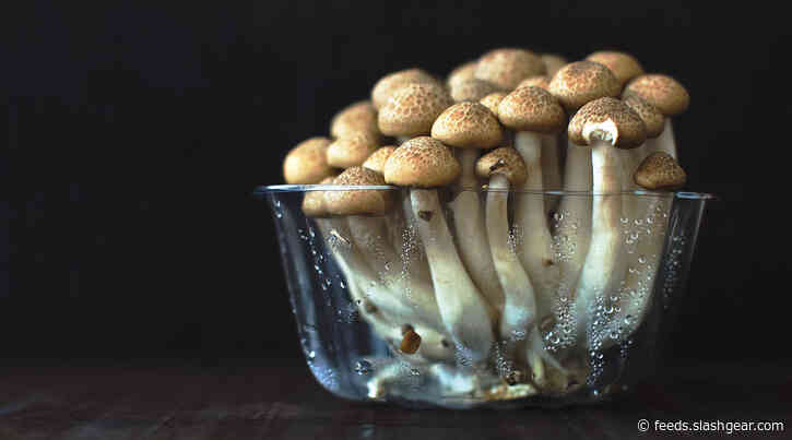 Study finds how psychedelics cause ego death and sense of oneness