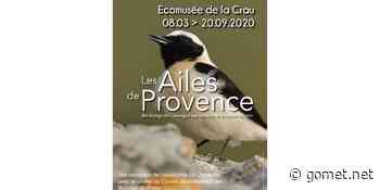 Saint-Martin-de-Crau : une exposition pour planer avec « Les Ailes de Provence » - Gomet'