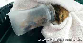 Fox cub rescued after getting head stuck in sweet jar in back garden
