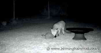 Fox and hedgehog strike up unlikely friendship for midnight feast in Malvern