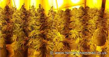 Inside city cannabis farm worth £154,000