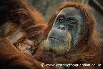 The reason why zoos can't open yet in the UK