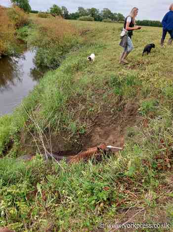 Firefighters help rescue horse trapped on river bank near York