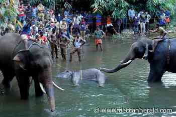 High level probe ordered into Kerala elephant killing - Deccan Herald