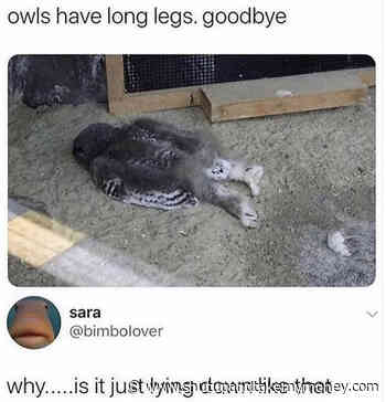 Owls Have Long Legs Goodbye – Meme