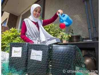 School-at-home project lets Ottawa kids grow their own veggies - Ottawa Citizen