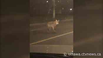 Ottawa police respond to several coyote calls Saturday in Riverside South, Barrhaven - CTV News Ottawa