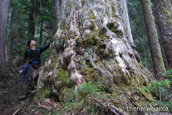 BC opens Sunshine Coast forest — home to some of Canada's oldest trees — to logging - The Narwhal
