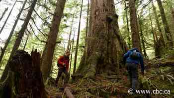 B.C. vastly overestimates size of its old-growth forest, independent researchers say - CBC.ca