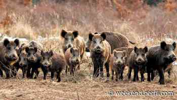 Sur de Buenos Aires: los jabalíes se volvieron plaga y están fuera de control - Weekend