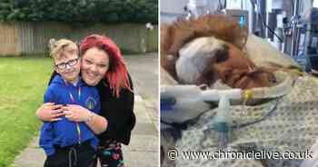 Digger smashes through mum's windscreen leaving her in a coma