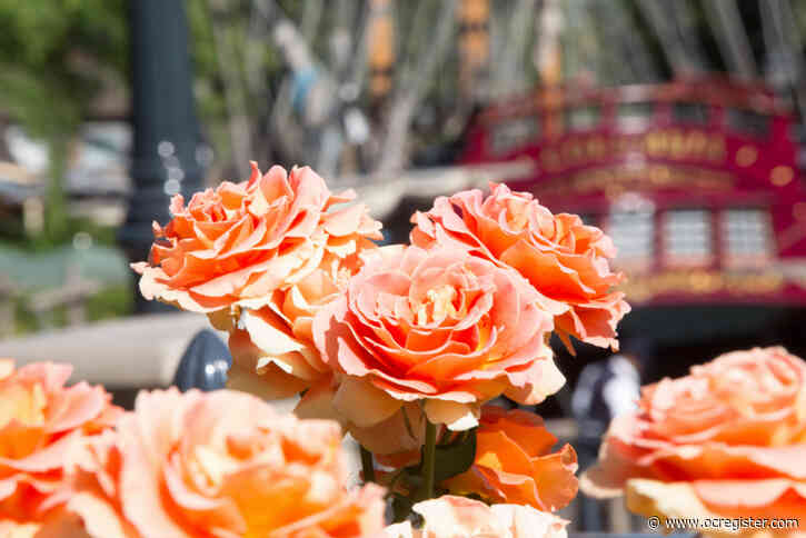 Disneyland Rose adds color to the theme park and home gardens, too