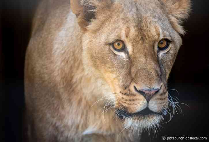 Beaming With ‘Pride’: Pittsburgh Zoo & PPG Aquarium Welcomes 3 New Lions