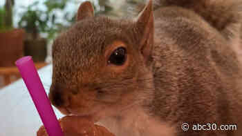 Meet Thumbelina! The adorable squirrel who is taking over the internet