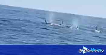 Fisherman spots group of orcas swimming near harbour - STV Edinburgh