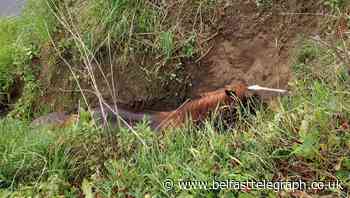 Horse freed from riverbank by firefighters and a farmer