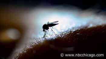 Illinois Scientists Study Disease-Carrying Mosquito’s Spread