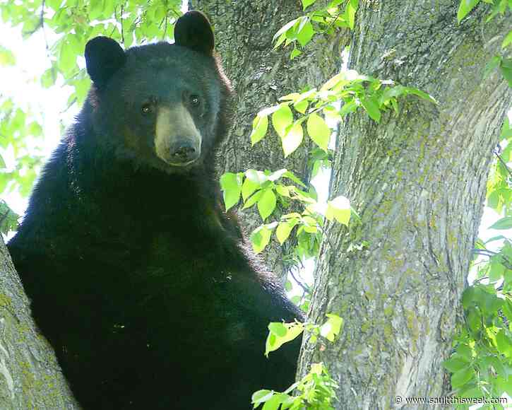 Bear awareness for spring