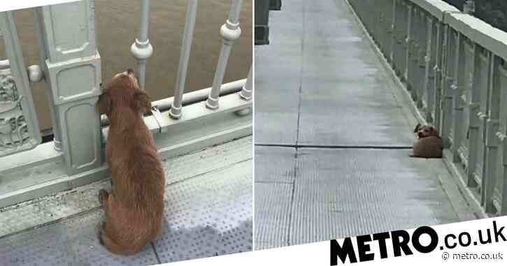 Grieving dog waits on bridge for owner after they jumped into river
