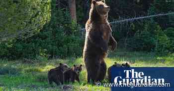 'She still lives!' Famed Yellowstone bear emerges from winter – with cubs