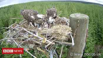 Kielder hosts return of record number of ospreys