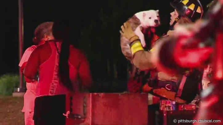 Crews Rescue Two Dogs While Putting Out House Fire In East Hills