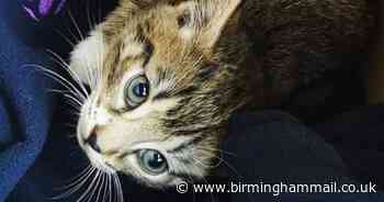 Kitten dies after being thrown from moving car