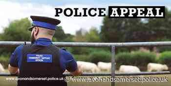 Man sought after dogs attack sheep