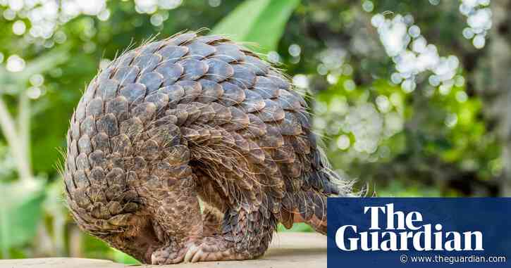 China raises protection for pangolins by removing scales from medicine list