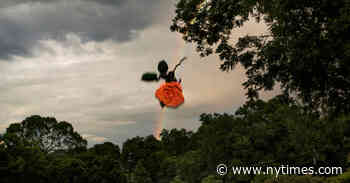 The Quotidian and the Surreal