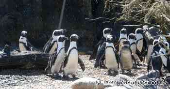 Future of Bristol Zoo and Wild Place Project 'seriously at stake'