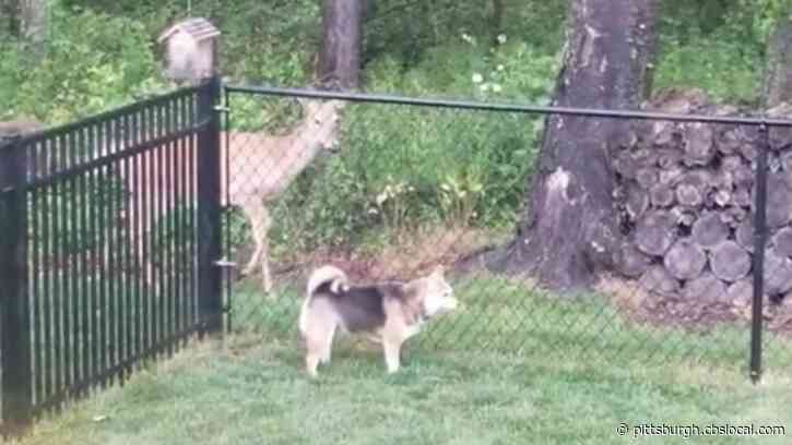 Best Friends Check! This Pittsburgh Dog And Deer Share Special Bond