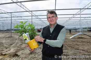Oprins Plant bouwt nieuwe serres en verhuist productie naar Rijkevorsel